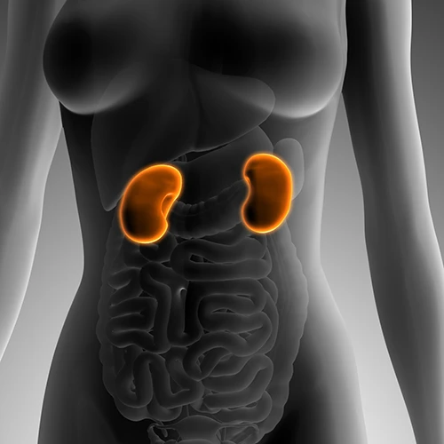 Anatomia do Rim e Câncer Renal